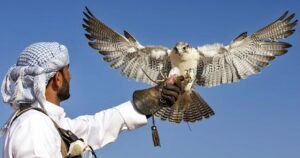 man-holding-falcon-copy-1024x538