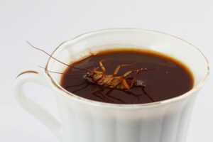 cockroach-floating-on-a-cup-of-coffee_halimqd_Shutterstock