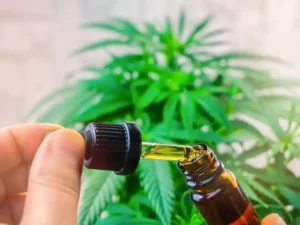 cannabis-cbd-oil-against-marijuana-plant-2022-11-15-11-09-08-utc-1024x768.jpg